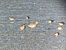 Pluvier doré 