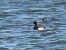 Greater Scaup  - Kacper Mikulski