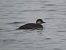 Common Scoter - Tom Wildemann