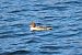 Smergo maggiore (Mergus merganser) © Adelfina Aldrovandi