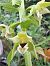 Epipactis helleborine (Épipactis à larges feuilles) © Dominique Raimbault