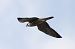 Falco pellegrino (Falco peregrinus) © Nicola Norante