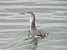 Red-throated Loon  - Natalia Gorczowska