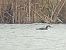 Common Loon - Alexander Zimmermann