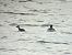 Grèbe esclavon 