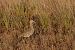 Eurasian Curlew (Numenius arquata) © hidden author
