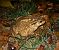 Common Toad (B. spinosus) (Bufo spinosus) © Ramon Prat Espelt
