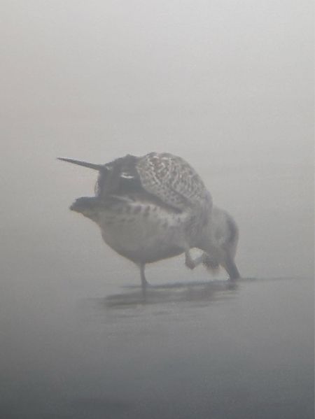 Goéland argenté  - Florian Billinger