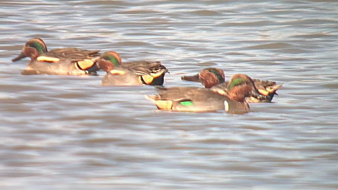 Sarcelle à ailes vertes  - Maria Trompetto