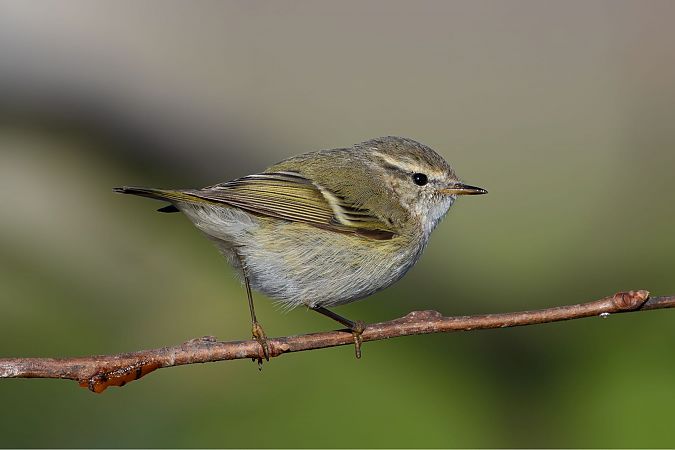 Luì di Hume  - Fabio Damonte