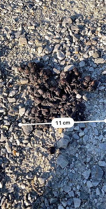 Mammifero indet.  - Maria Rita Gelso