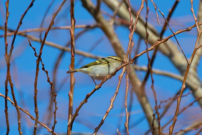 Luì di Pallas  - Fabio Damonte