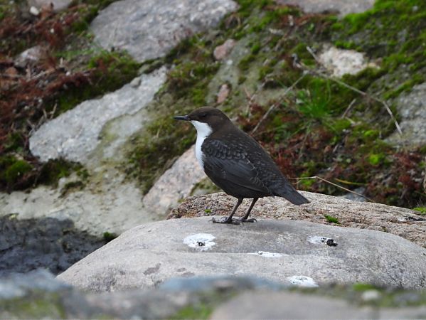 pluszcz  - Aleksandra Szymczak