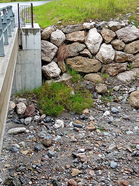 Senecio inaequidens  - Enri Leschiutta (FVG)