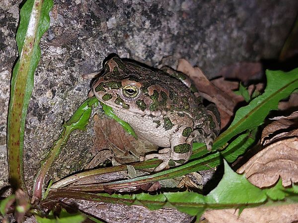 Rospo smeraldino (tutte le specie)  - Giulio Polo (FVG)