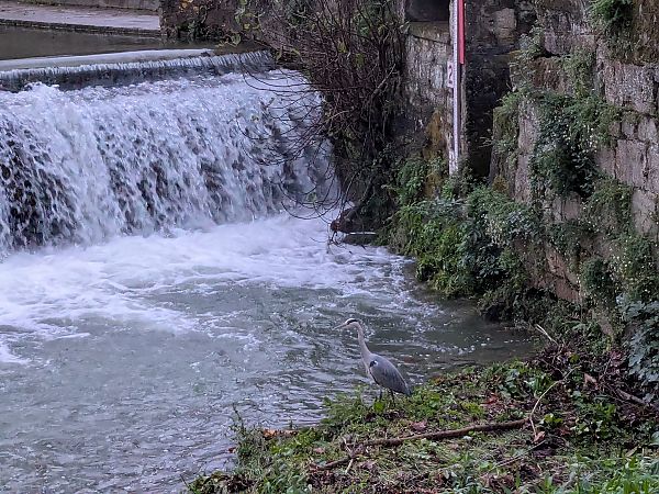 Koartza hauskara  - Oier Alberdi