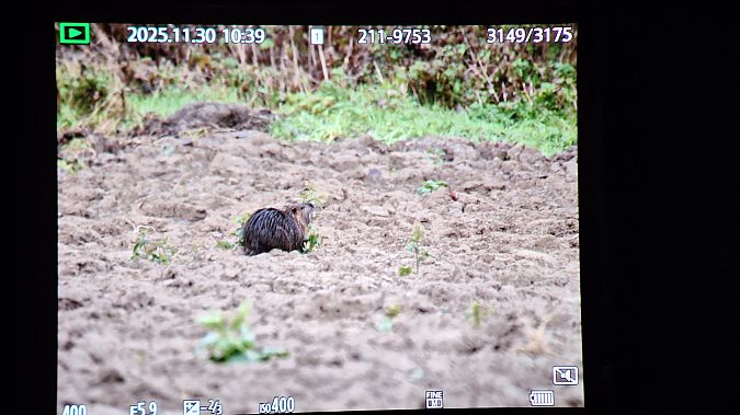 Nutria  - Renato Cottalasso