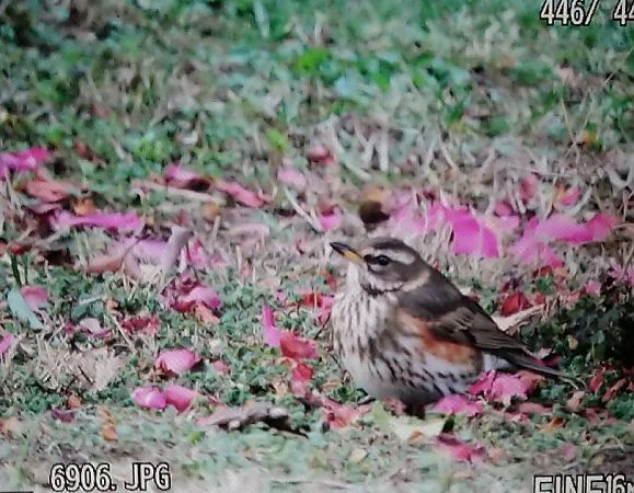 Tordo sassello  - Alessandro Mazzoni