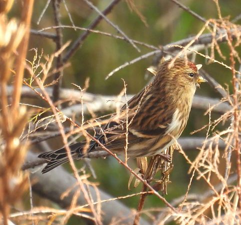 Organetto minore  - Castelli Stefano