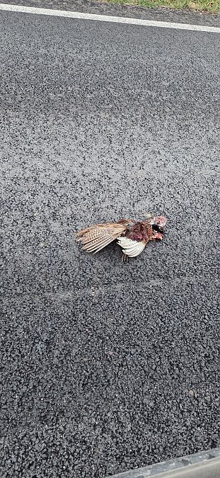 Fagiano comune  - Pietro Zamò