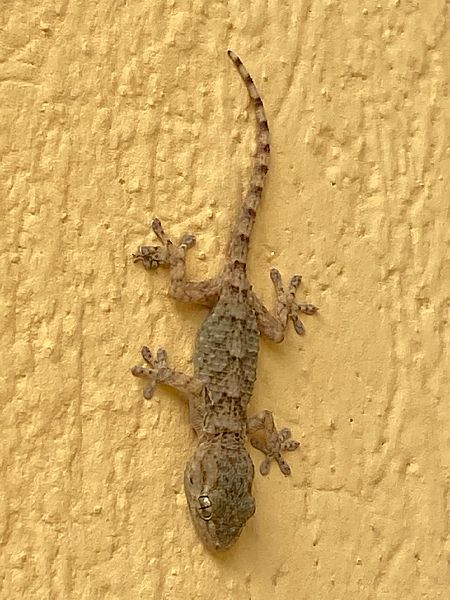 Geco comune  - Tiziano Fiorenza (FVG)