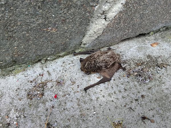 Serotino bicolore  - Tiziano Fiorenza (FVG)