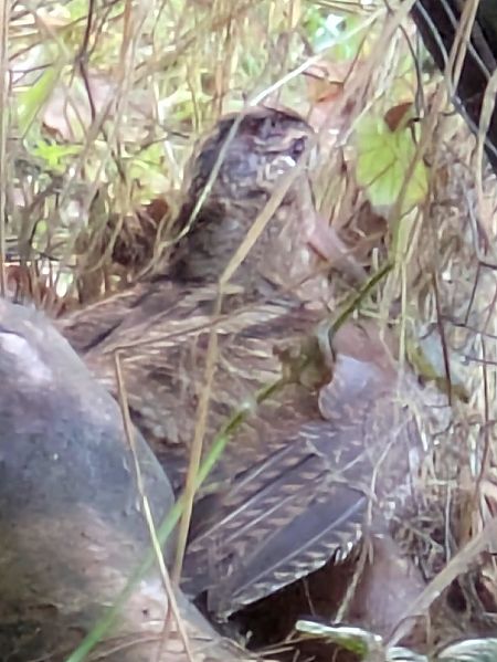 Waldschnepfe  - Ute Goldenbaum