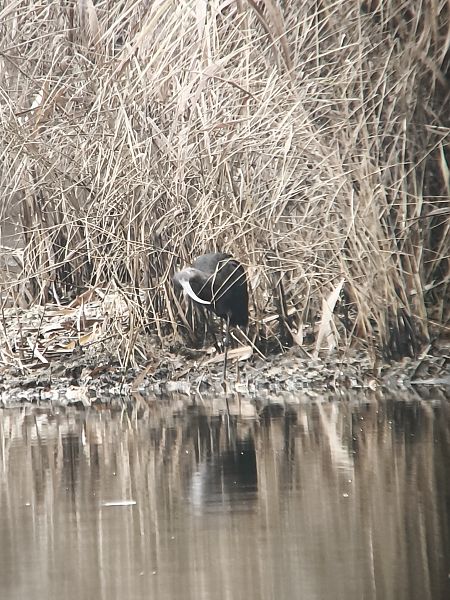 Sichler  - Thomas Jacob