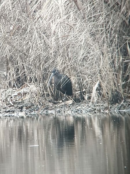 Sichler  - Thomas Jacob