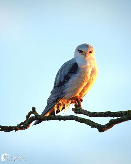 Gleitaar  - Walter Zehm