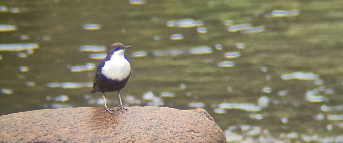 pluszcz  - Tomasz Kulakowski