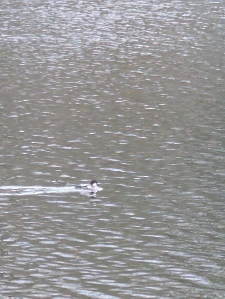 Zwergsäger  - Oliver Krebs