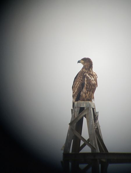 Àguila marina  - Marc Bonjoch
