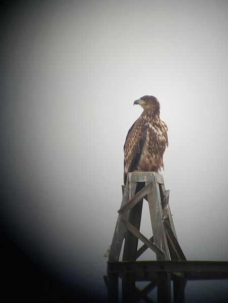 Àguila marina  - Marc Bonjoch