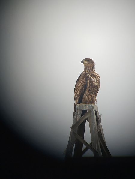 Àguila marina  - Marc Bonjoch