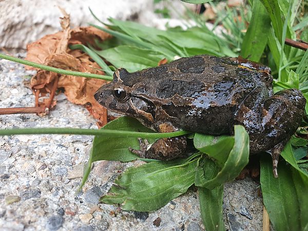Granota pintada  - Sergi Herrando Vila