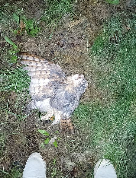 Schleiereule  - Björn Stranz