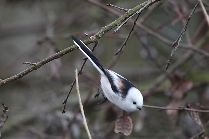 Schwanzmeise (ssp. caudatus)  - Wolfgang Bühler