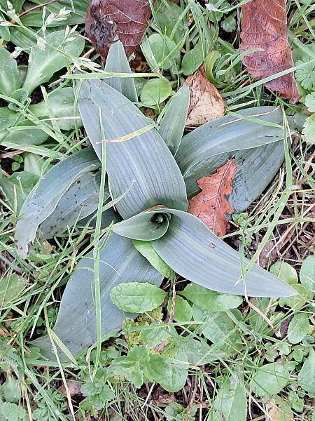 Ophrys apifera  - Dominique Raimbault