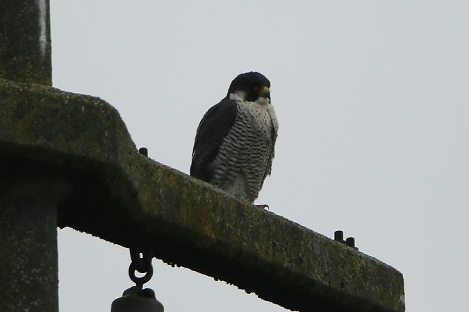 Wanderfalke  - Wolfgang Bühler