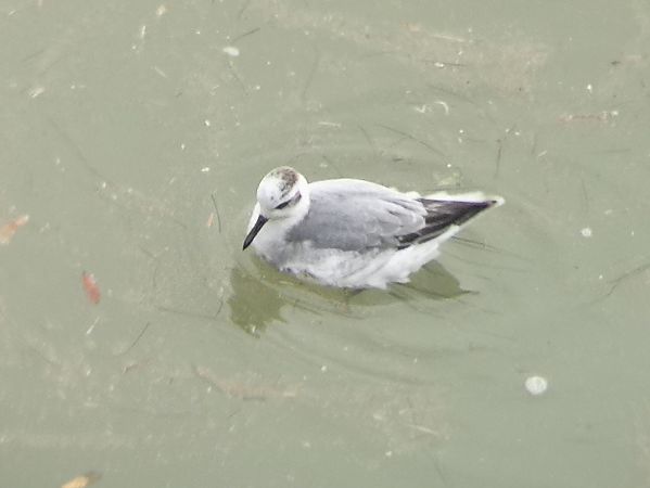 Thorshühnchen  - Florian Carius