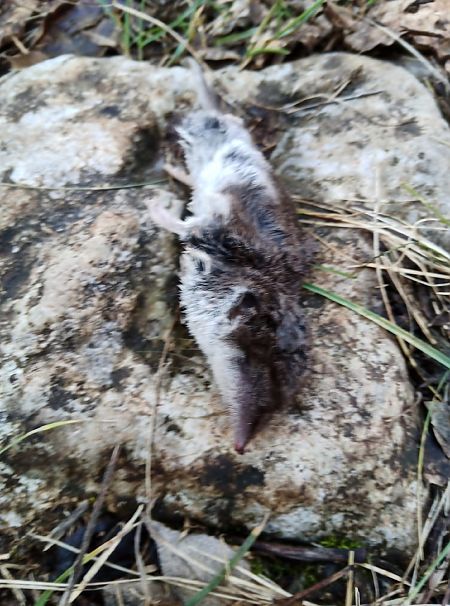 Crocidura ventrebianco  - Tiziano Fiorenza (FVG)