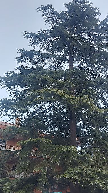 Parrocchetto monaco  - Riccardo Molajoli