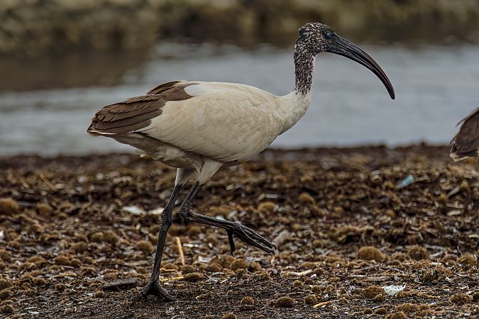 Ibis sacro  - Vitantonio Altieri
