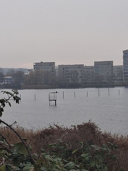 Seeadler  - Nadja Schäfer