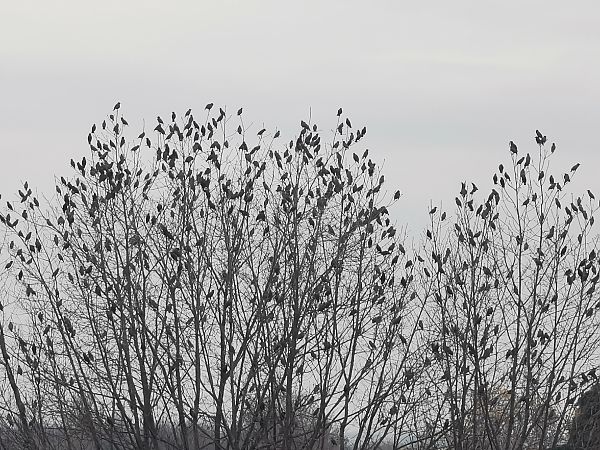 Storno  - Dario Bosio