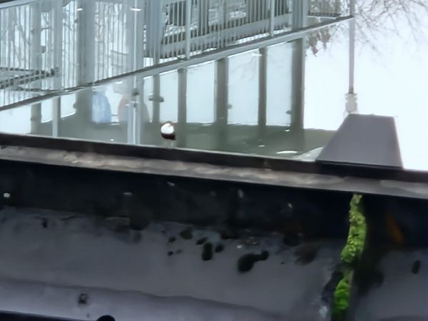 Wasseramsel  - Norman Wagner