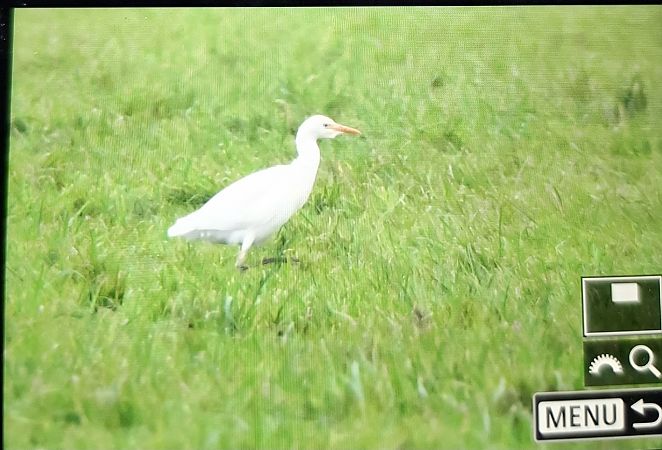 Kuhreiher  - Micha Neumann