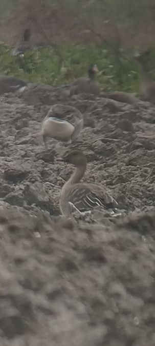 Tundrasaatgans  - Julian Rose