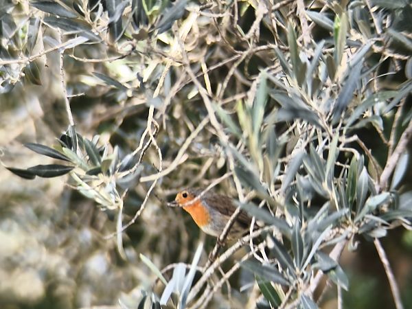 Pettirosso  - Francesco Pietrasanta